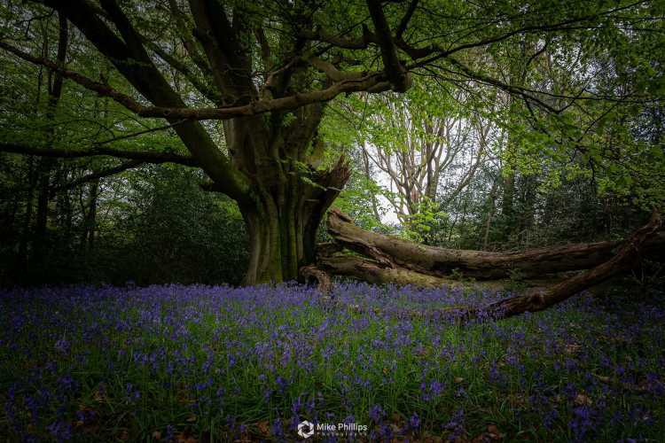 Bluebells