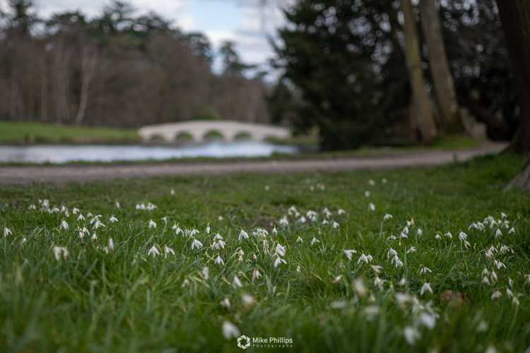 Snowdrops