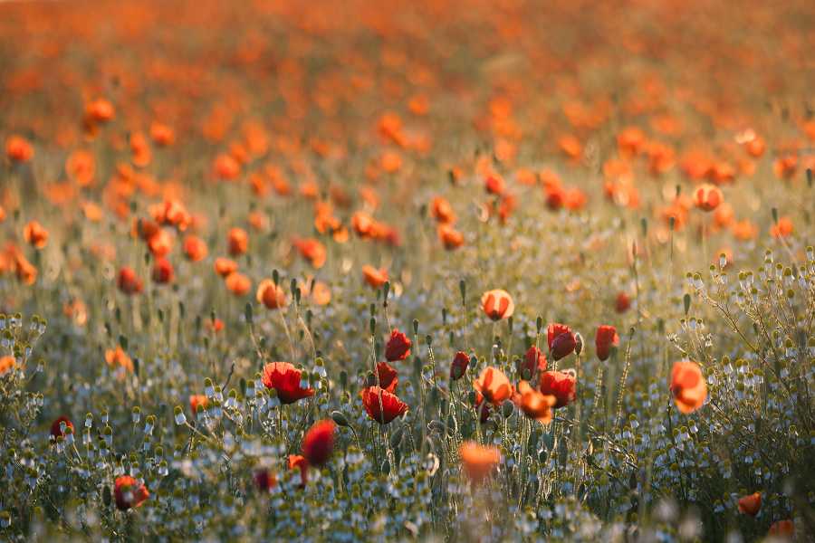 Poppy meadow