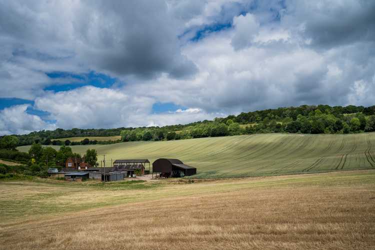 Summer at Newlands Corner