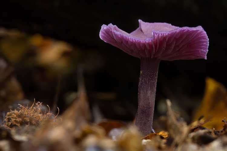 Amethyst Deceiver 