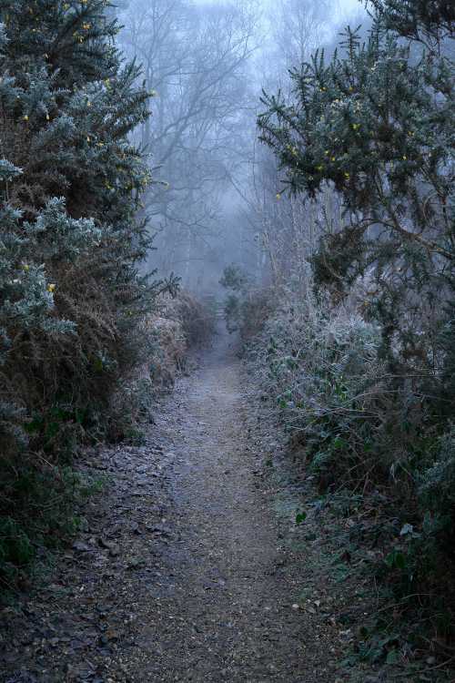 Frost and gorse flower