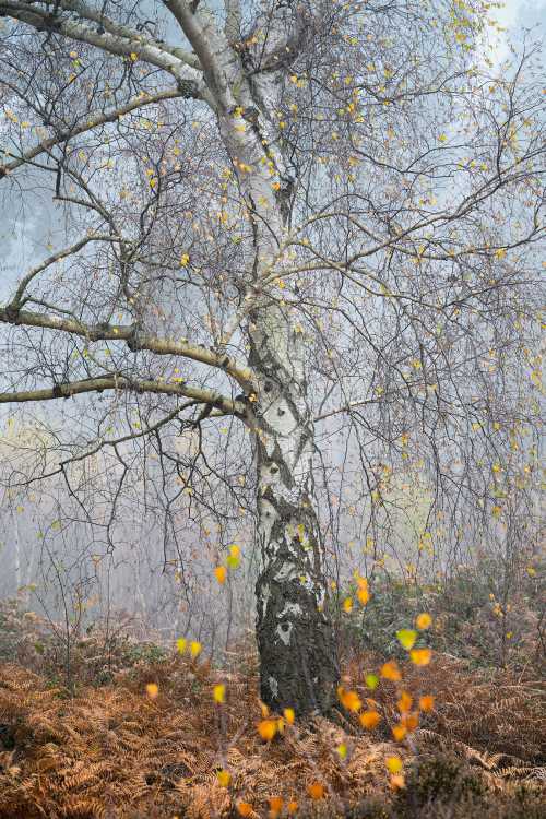 Winter birch