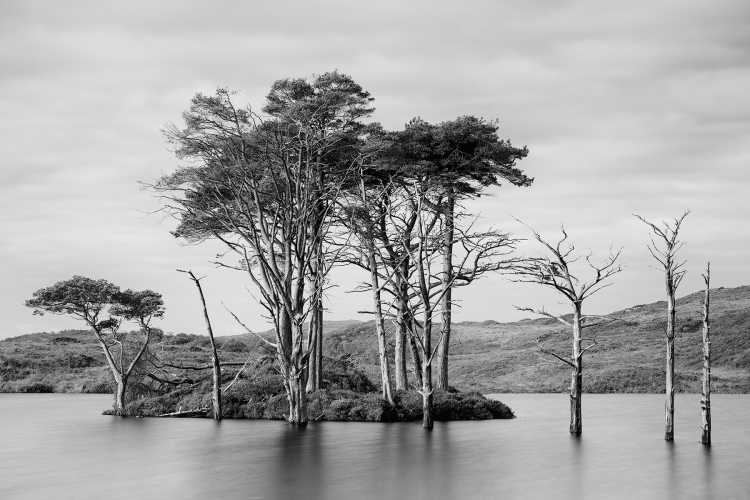 Trees, Loch Assynt