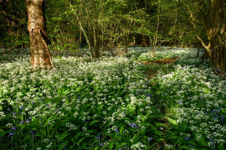Wild garlic and bluebells