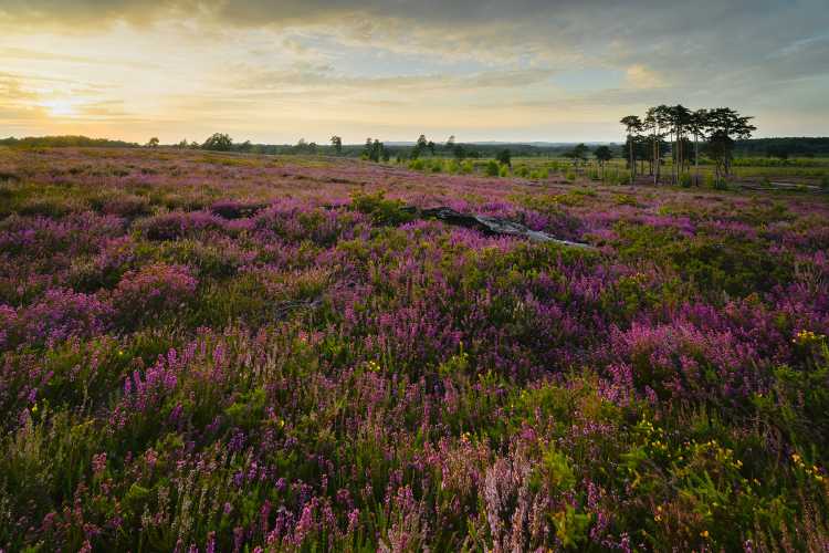 Heather in bloom