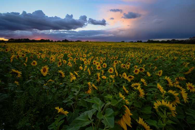 Storms and sunflowers