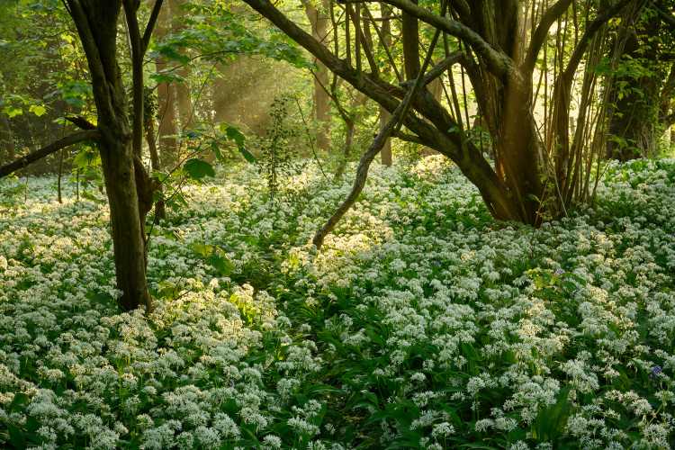 Hazy shades of spring